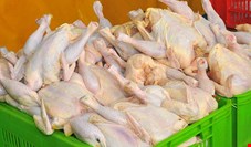 معاون امور دام وزارت جهاد کشاورزی: صادرات مرغ امسال 20 درصد افزایش پیدا می‌کند