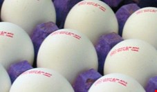 مرز اقلیم کردستان به روی تخم‌مرغ‌‌ صادراتی ایران بسته شد