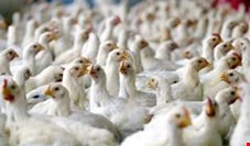 رئیس سازمان دامپزشکی: مرغداری‌های صنعتی عاری از ویروس آنفلوانزای پرندگان است