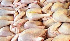 معاون وزیر جهاد: میزان مازاد تولید گوشت مرغ کشور 10 هزار تن است