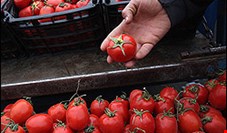 رئیس اتحادیه بارفروشان: قیمت میوه به دلیل افزایش عرضه و کمبود تقاضا ارزان شد
